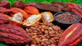 non respect des engagements pour soutenir les producteurs la cote divoire et le ghana se revoltent contre les multinationales du cacao