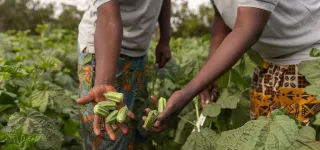 projet-de-pole-agro-industriel-dans-la-region-du-belier-des-resultats-probants-pour-461-600-beneficiaires