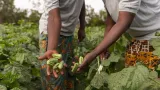 projet de pole agro industriel dans la region du belier des resultats probants pour 461 600 beneficiaires