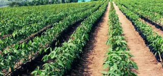 journees-de-ladministration-agricole-delocalisee-jaad-la-10eme-edition-prevue-du-08-au-10-decembre-2022-dans-le-moronou