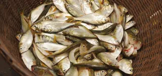 cameroun-lue-interdit-limportation-de-la-peche-provenant-du-cameroun