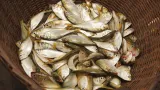 cameroun lue interdit limportation de la peche provenant du cameroun
