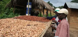 cafe-cacao-securisation-de-leurs-finances-les-producteurs-vont-disposer-de-carte-de-paiement-electronique