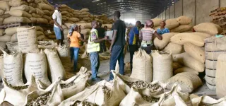 campagne-2023-de-la-noix-de-cajou-le-prix-bord-champ-fixe-a-315-fcfa-contre-305-fcfa-lannee-derniere