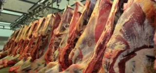 filiere-viande-le-gouvernement-veut-combler-un-deficit-de-55-4