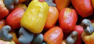 filiere-cajou-ces-acquis-enregistres-de-2012-a-2023