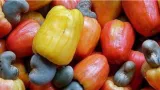 filiere cajou ces acquis enregistres de 2012 a 2023