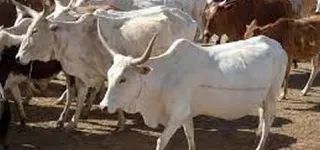 autosuffisance-en-viande-et-poisson-les-mesures-du-gouvernement-pour-relever-le-defi