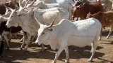 autosuffisance en viande et poisson les mesures du gouvernement pour relever le defi