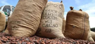 rapport-cacao-1er-trimestre-2022-la-cote-divoire-en-leger-baisse-de-procduction