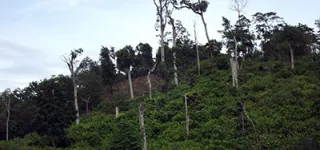 environnement-la-foret-classee-de-languededou-va-subir-une-nouvelle-delimitation