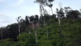 environnement la foret classee de languededou va subir une nouvelle delimitation
