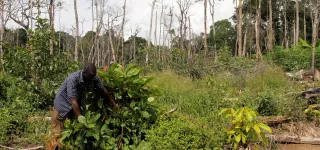 cafe-cacao-restauration-du-couvert-forestier-plus-de-6-5-millions-ha-envisages-a-lhorizon-2030