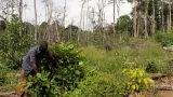 cafe cacao restauration du couvert forestier plus de 6 5 millions ha envisages a lhorizon 2030