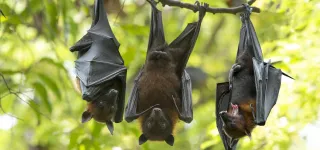 zone-afrique-la-zoonose-gagne-du-terrain-avec-plus-de-63-cas