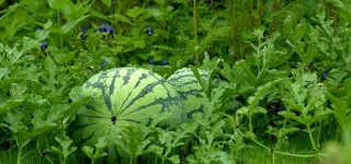 culture-de-la-pasteque-comment-rentabiliser-plus-de-7-millions-fcfa-a-lhectare