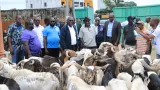 tabaski ibrahim konate offre 150 moutons et 10 boeufs aux populations