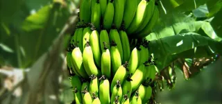 exportation-de-bananes-la-cote-divoire-occupe-la-7e-place-dans-le-top-10-mondial