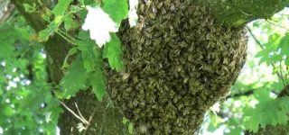 insolite-des-abeilles-sinvitent-a-un-mariage-et-font-un-mort-et-des-blesses