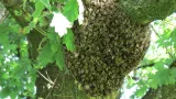 insolite des abeilles sinvitent a un mariage et font un mort et des blesses