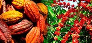 agriculture-campagne-2023-2024-le-gouvernement-fixe-le-kg-a-1000-fcfa-et-le-cafe-a-900-fcfa