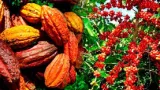 agriculture campagne 2023 2024 le gouvernement fixe le kg a 1000 fcfa et le cafe a 900 fcfa