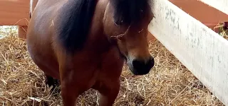 sara-2023-a-la-decouverte-de-ces-chevaux-poney-qui-suscitent-la-curiosite