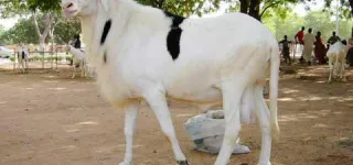 cote-divoire-la-fete-de-tabaski-aura-lieu-le-mardi-20-juillet