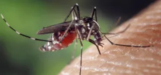 burkina-faso-une-epidemie-de-dengue-fait-48-deces-en-une-semaine