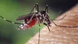 burkina faso une epidemie de dengue fait 48 deces en une semaine