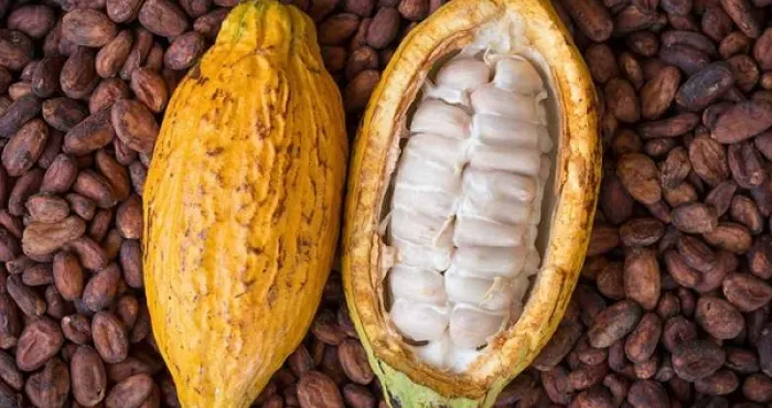 cacaoculture-abidjan-accueille-un-concours-entre-chocolatiers-ivoiriens-et-ghaneens