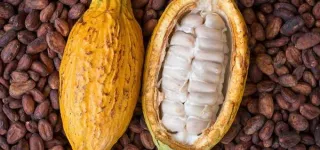 cacaoculture-abidjan-accueille-un-concours-entre-chocolatiers-ivoiriens-et-ghaneens
