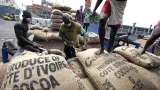 augmentation du prix du cacao la plateforme ivoirienne pour le cacao durable picd salue laction du gouvernement