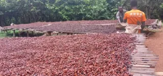 cacao-culture-des-partenaires-satisfaits-du-respect-des-mesures-securitaires-des-producteurs