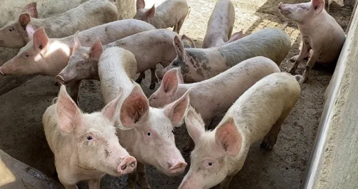 peste-porcine-africaine-a-daloa-ce-que-revele-lenquete-diligentee