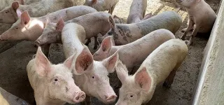 peste-porcine-africaine-a-daloa-ce-que-revele-lenquete-diligentee