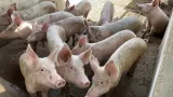 peste porcine africaine a daloa ce que revele lenquete diligentee
