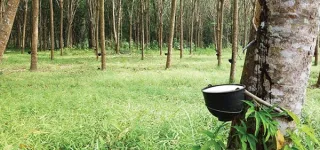 filiere-hevea-la-siph-decroche-la-3e-place-du-classement-spott