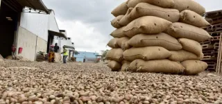 apres-le-cacao-des-etats-africains-optent-pour-la-creation-dune-bourse-pour-le-cajou