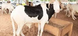 tabaski-hommes-politiques-journalistes-se-mobilisent-pour-rendre-la-fete-belle