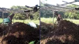 agriculture durable la ruee vers lor noir le compost