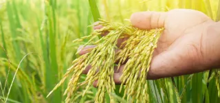 industrie-du-riz-un-rendez-vous-incontournable-annonce-a-soubre