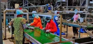 transformation-de-la-noix-de-cajou-boundiali-abrite-la-plus-grande-usine-dafrique-de-louest