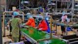 transformation de la noix de cajou boundiali abrite la plus grande usine dafrique de louest