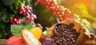 agriculture-le-gouvernement-fixe-le-prix-du-cacao-a-1800f-et-le-cafe-a-1500f