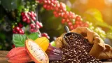 agriculture le gouvernement fixe le prix du cacao a 1800f et le cafe a 1500f