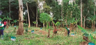 dossier-agriculture-durable-et-agroforesterie-en-cote-divoire-a-la-decouverte-de-lambitieux-projet-de-sauvetage-du-cacao-et-de-la-foret-dossier