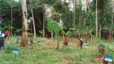 dossier agriculture durable et agroforesterie en cote divoire a la decouverte de lambitieux projet de sauvetage du cacao et de la foret dossier