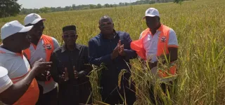 jaad-2024-la-cote-divoire-mise-sur-le-riz-pour-garantir-sa-securite-alimentaire