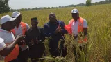 jaad 2024 la cote divoire mise sur le riz pour garantir sa securite alimentaire